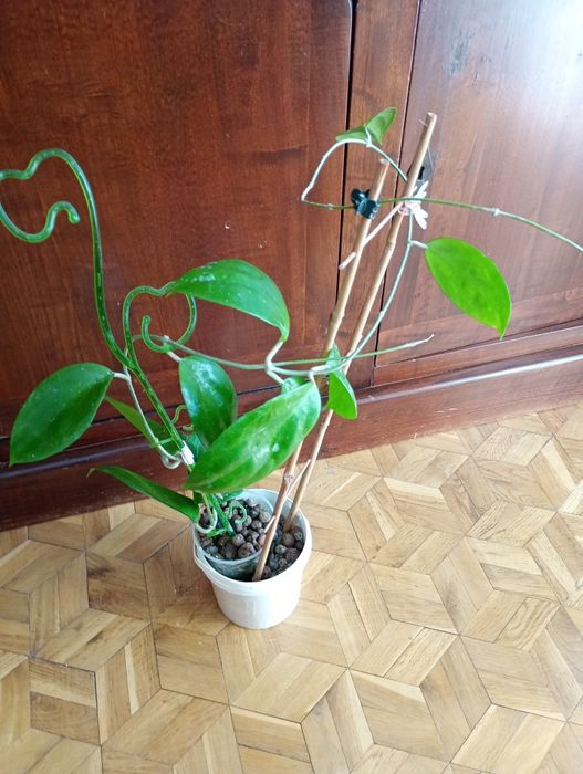 Hoya citrina rosnąca