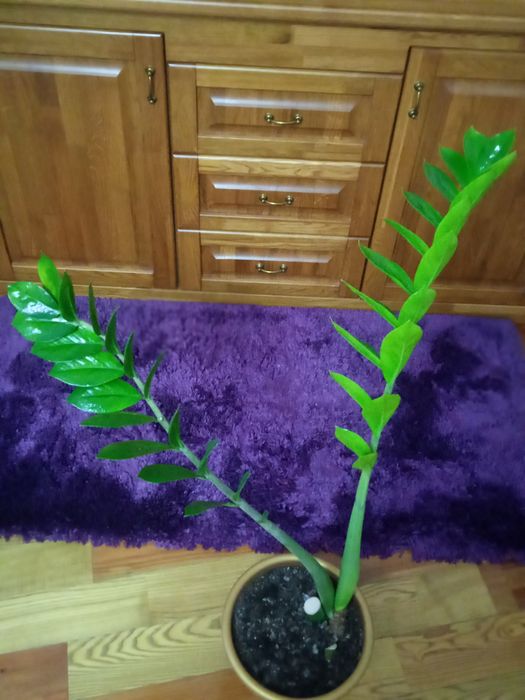 Вазон замікулькас