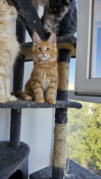 Котик породы мейн-кун
