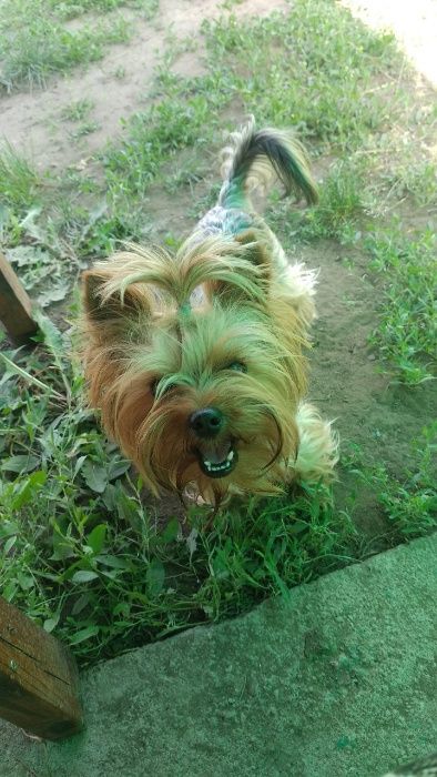 Вязка Йорка Кривой Рог