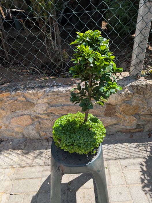 Bonsai Ficus ginseng