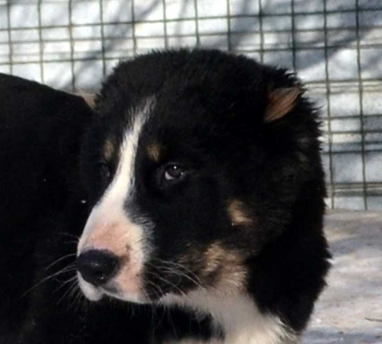 Красивый кобель среднеазиатской овчарки редкого окраса!