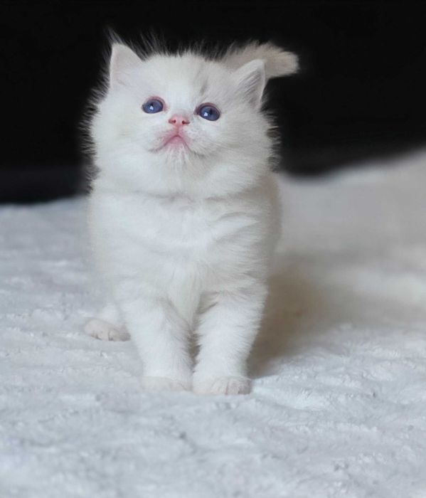 Piękna kotka Ragdoll