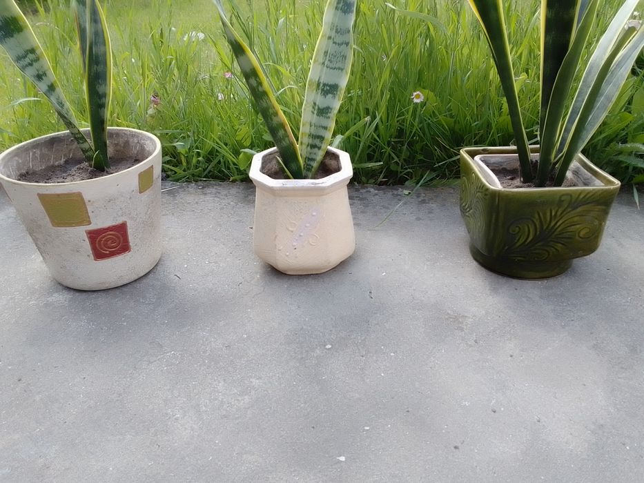 Сансев'єрія. Тещин язик. Щучий хвіст.