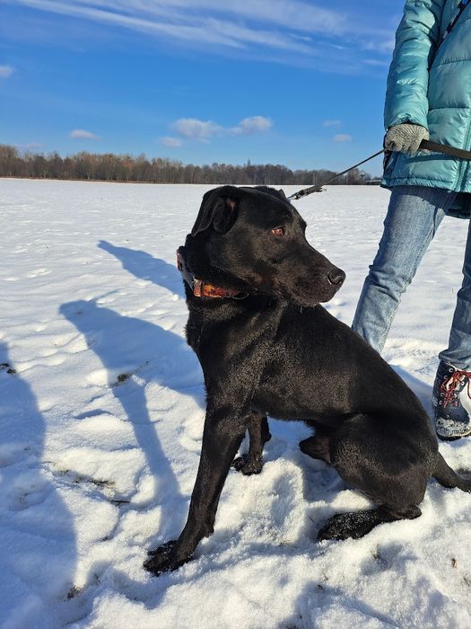 Duży i łagodny pies czeka na nowy dom