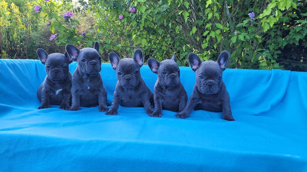 Szczeniak buldog francuski czysto niebieski[blue]