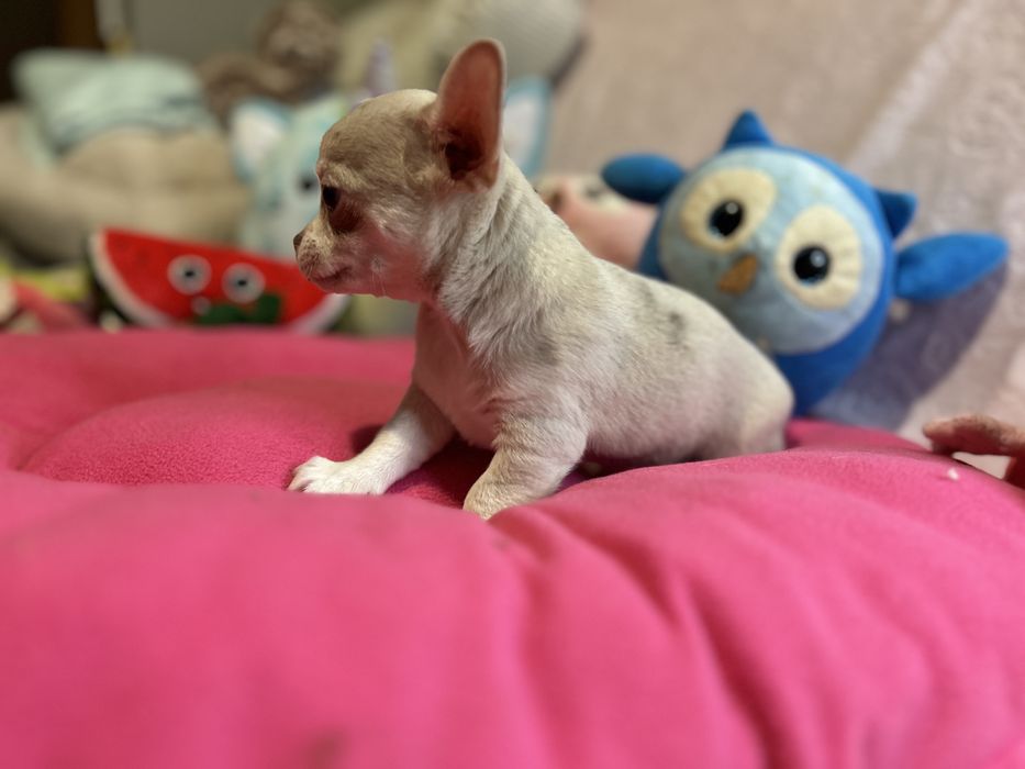 Piesek lilac merle nie spotykany kolor .