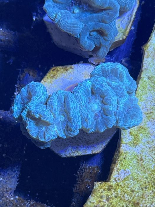 Caulastrea Mint Mietowa min.6 Głow  FLUOLAMPS WYSYLKI