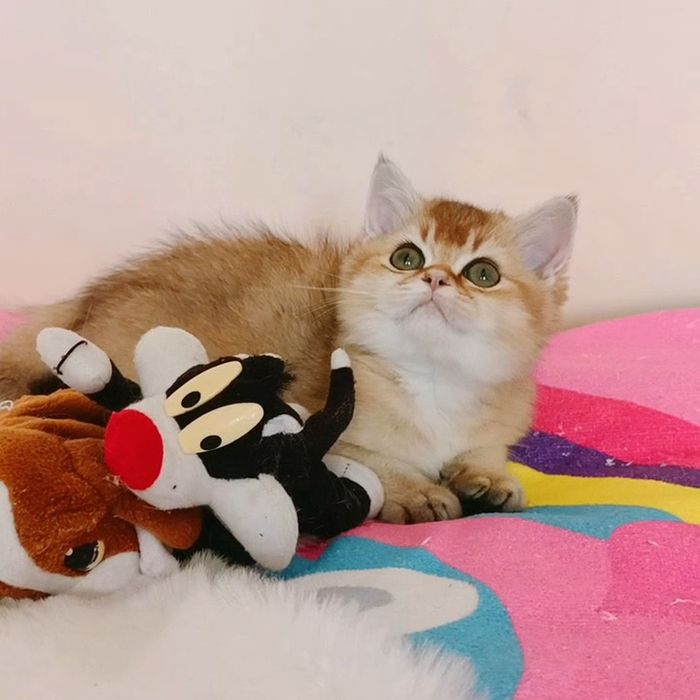 Красивая британская девочка,золотая шиншилла.