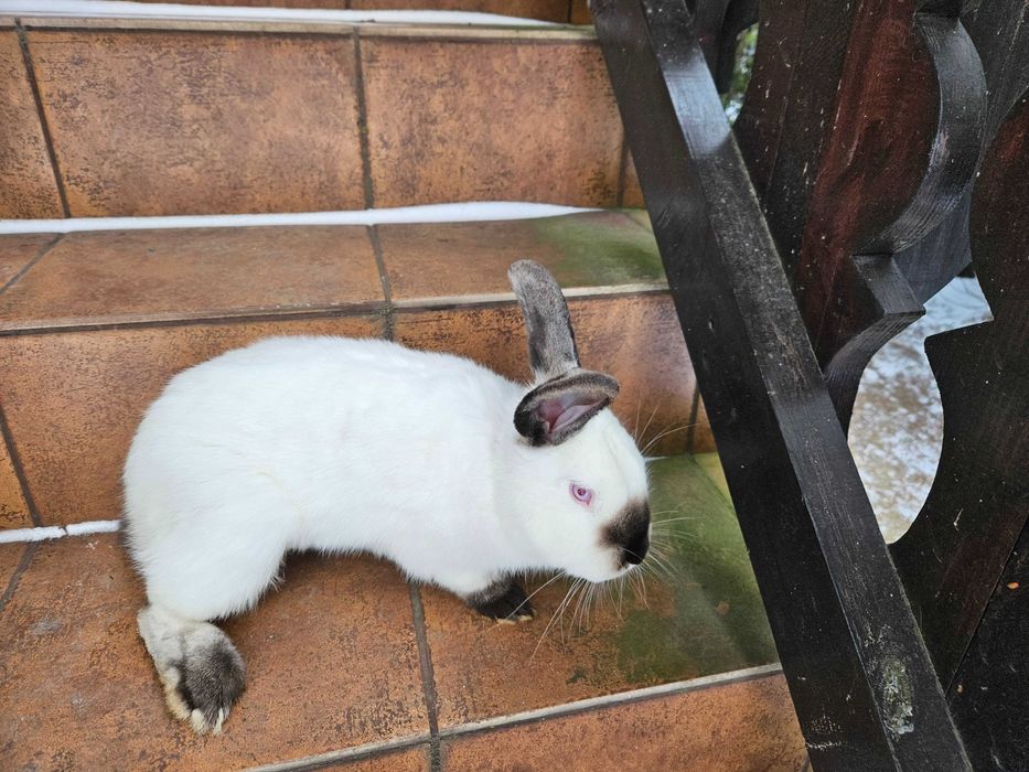 samce i samiczki kalifornijskie sprzedam