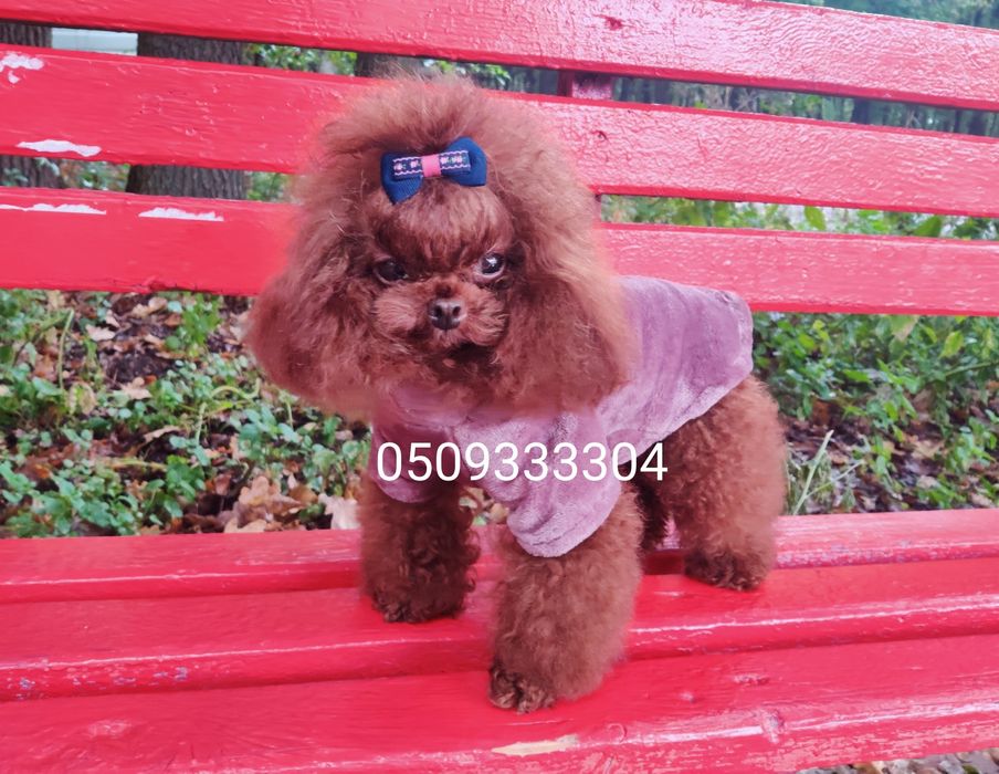 ‼️Шикарная толстушка мальтипу Ф-1