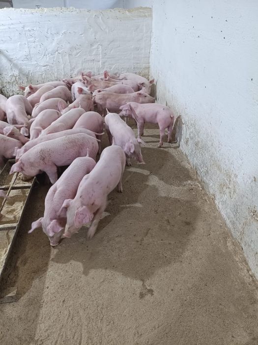 Продам поросят генетика PIC + рікорд