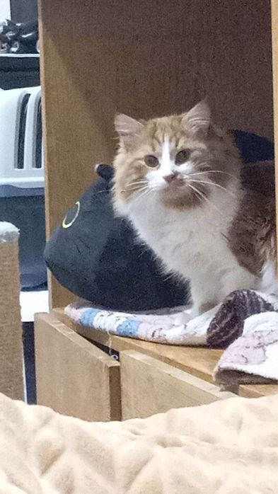 Отдадим котов в хорошие руки!