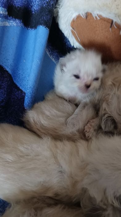 Невська маскарадна кошенята бронь