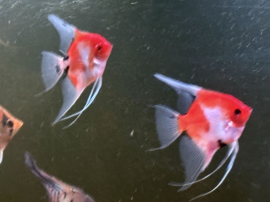 Skalary red devil