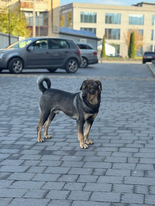 Шарпей змішана порода