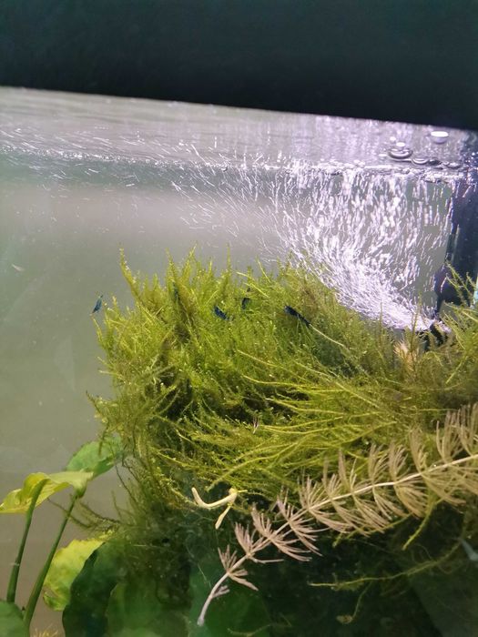 Anubias, rogatek, mech