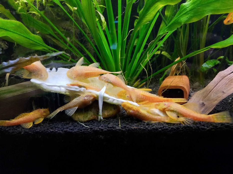 Zbrojnik glonojad albinos 10-12cm