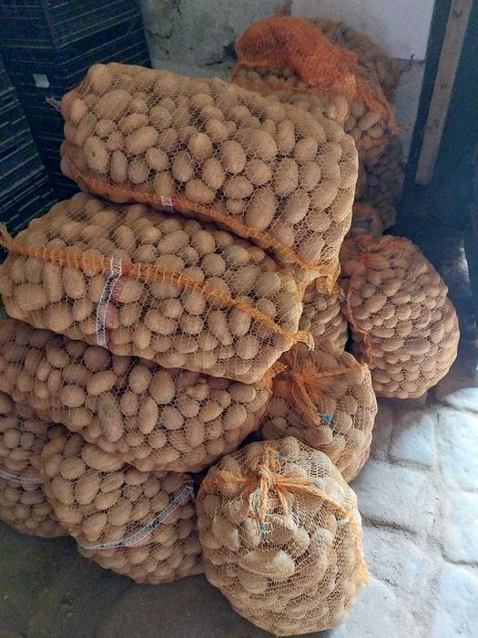 Ziemniaki odpadowe queen anna