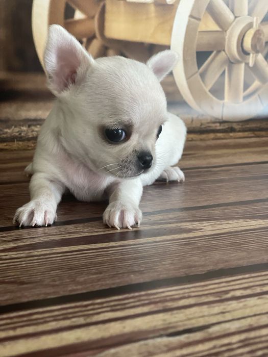 Чихуахуа мальчик