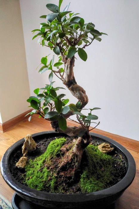 Piękny bonsai ficus