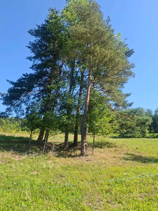 Działka budowlana 38 arów - Widok 4