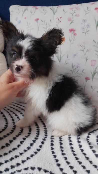 Papillon Spaniel Kontynentalny Miniaturowy