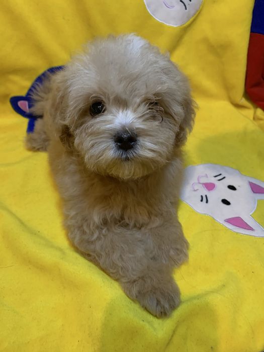 Мальтіпу подарунок на 8 березня