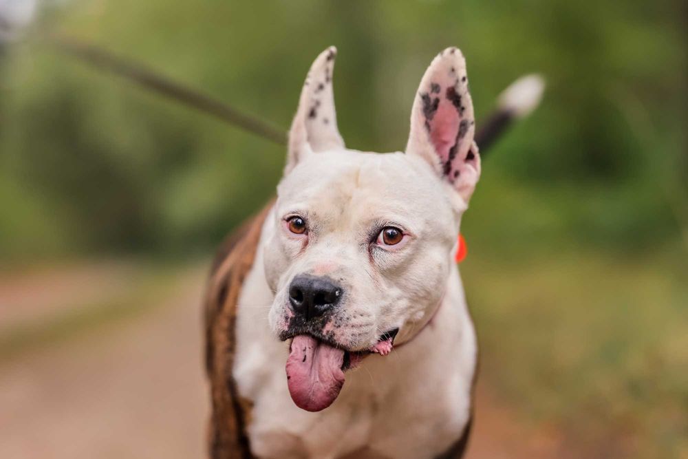 Buliś około 5 letni american stafford terier do adopcji FUNDACJA