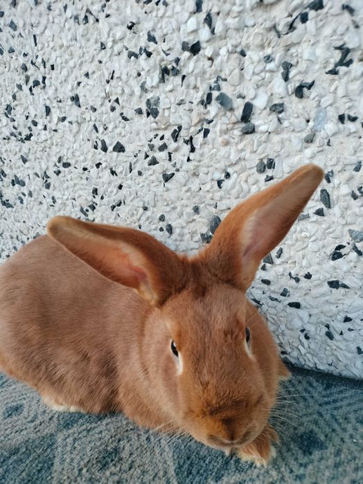 Srokacz meklemburski burgundzkie