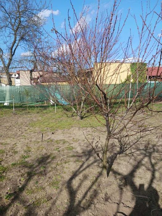 Działka ROD Leszno, Leszczynko