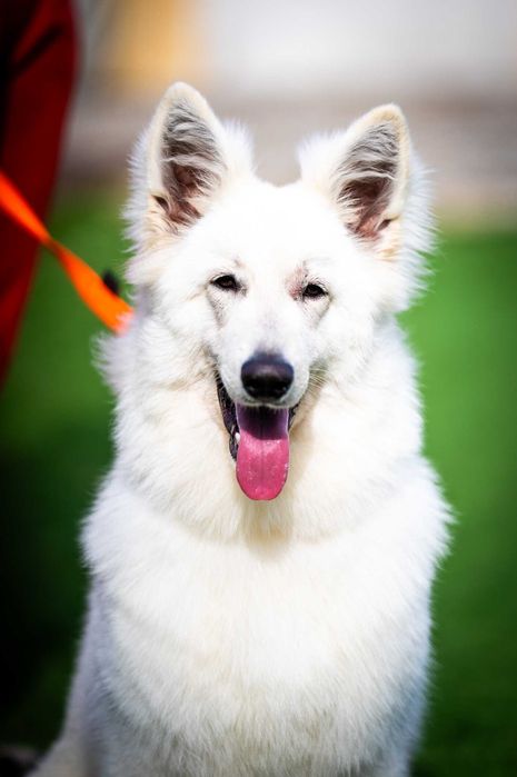 Pastor Suíço Branco – Já com Base de Obediência