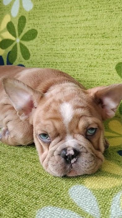 Bulldog francês macho  metle exirico