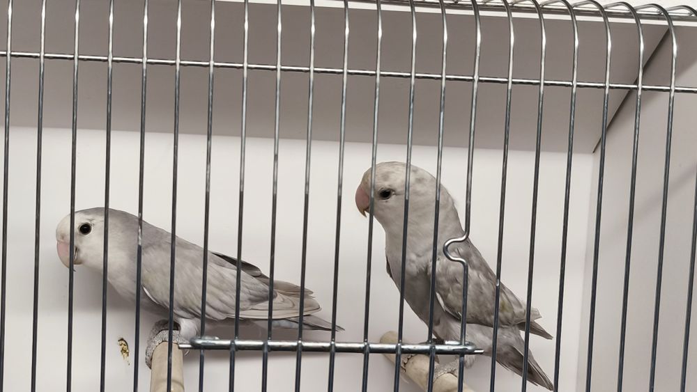 Agapornis roseicollis