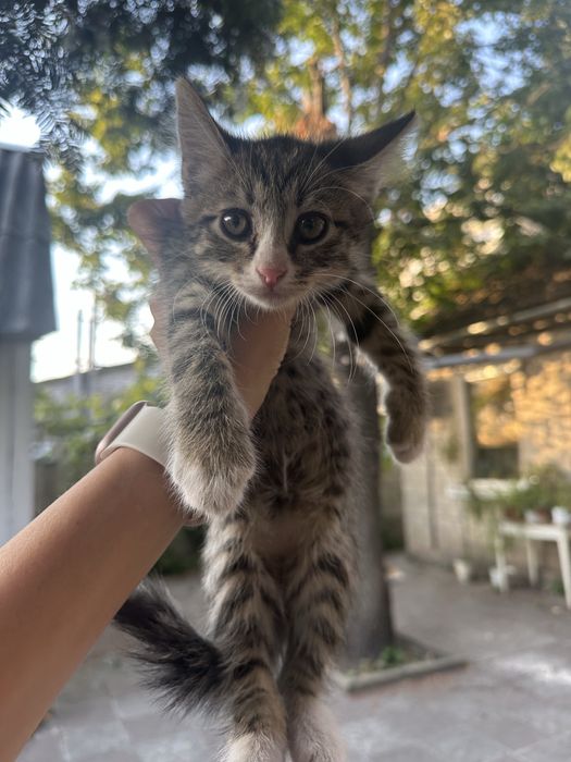 Кошенята кошеня котики