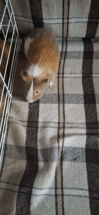 Подарую морську свинку