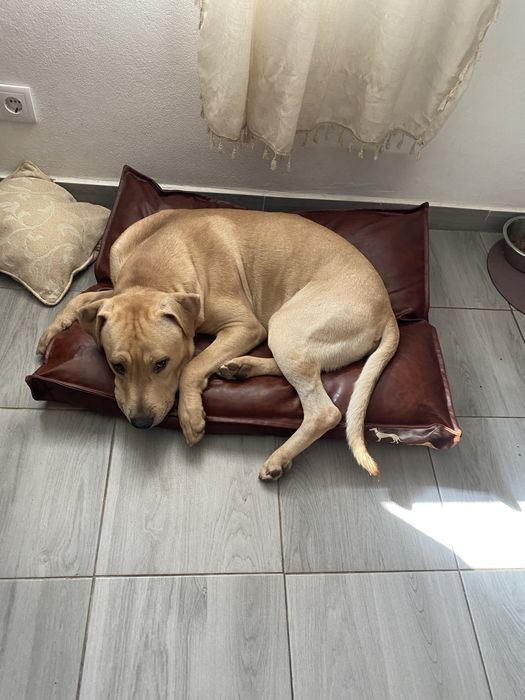 mestico amstaff ( PP )