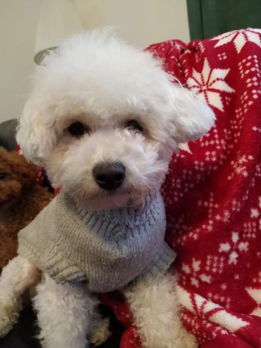 Bichpoo/poochon/bichon frise