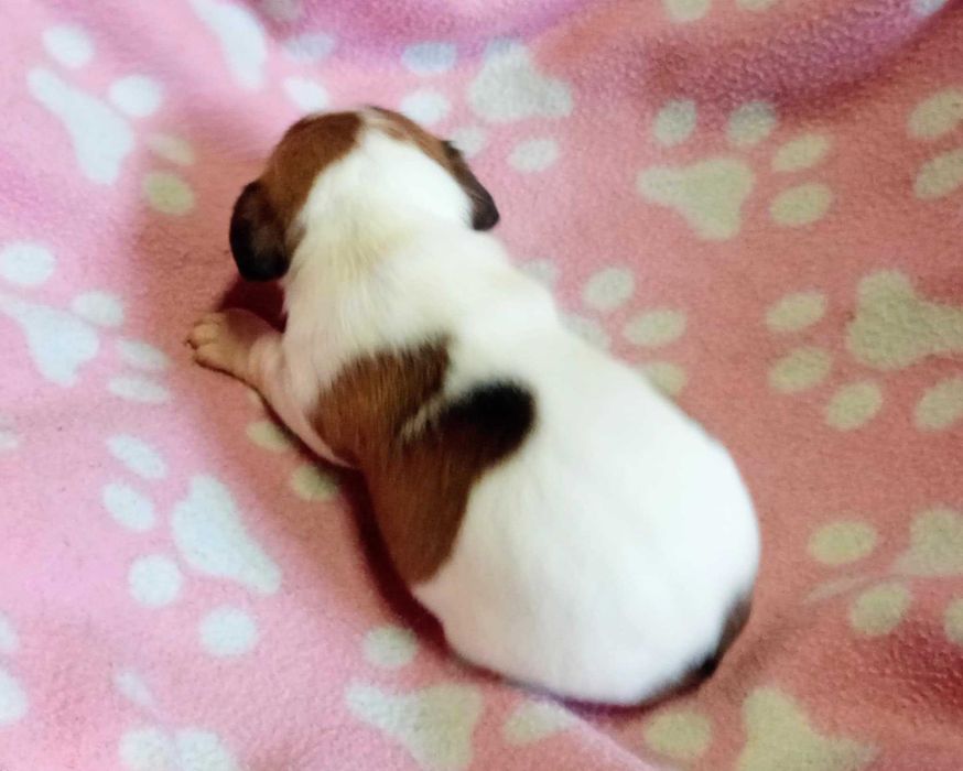 Jack Russell Terrier śliczna suczka biało- brązowa hodowla KAMA 1