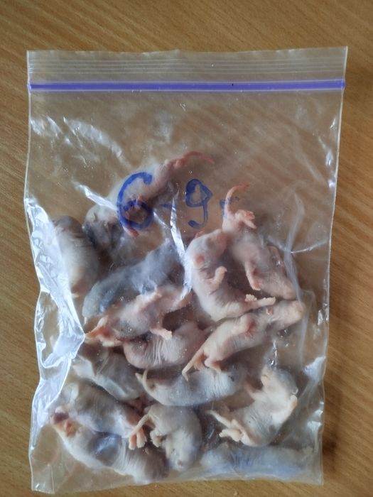 Крысы на корм. Кормовые крысы. Кормовые мыши. Бегунки. Заморозка