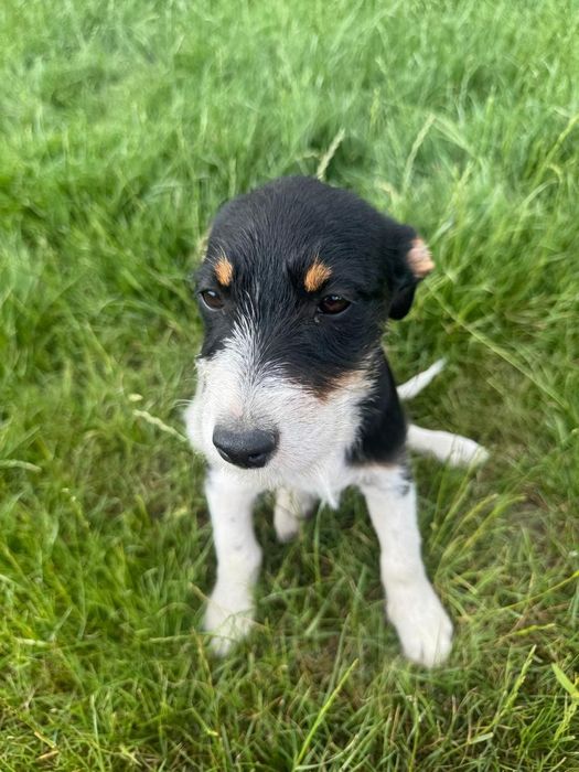 Цуценята в добрі ручки!