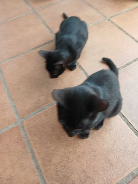 Gatinhos pretos com cerca de  4 meses