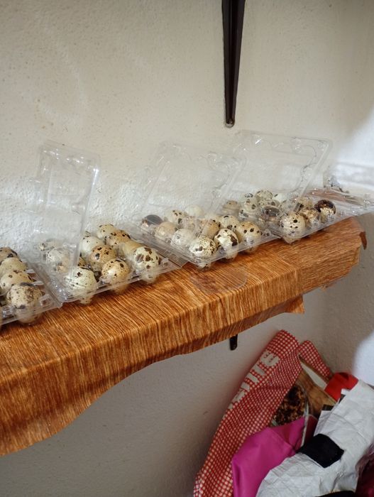 Ovos de codorniz