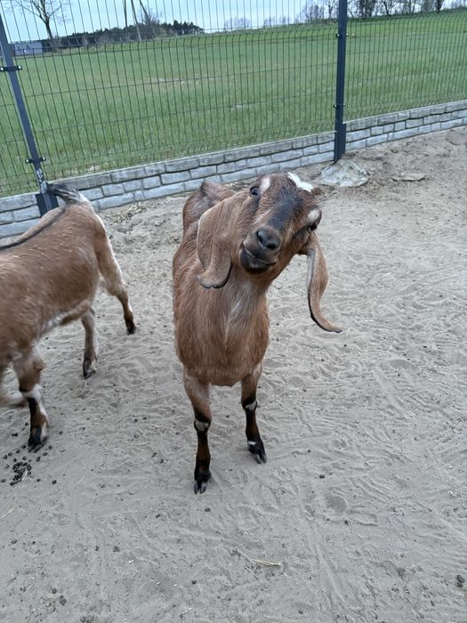 Koza Anglonubijska dwu-letnia