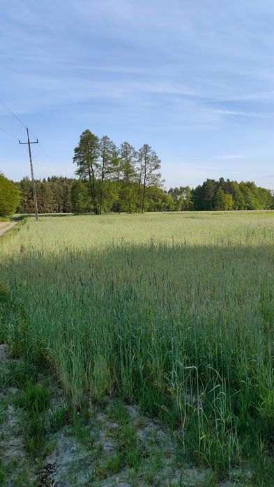 Działka na sprzedaż bez pośredników 3,8ha