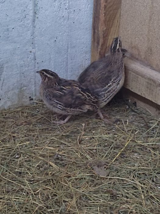 Sprzedam 8 młodych przepiórek japońskich