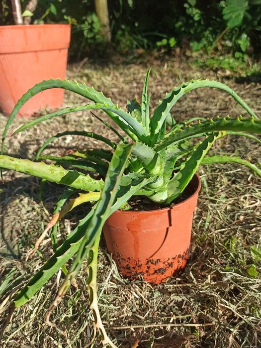 aloe vera em Vaso