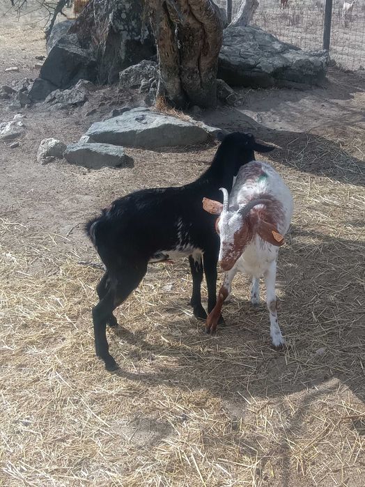 Chibos e chibas para venda