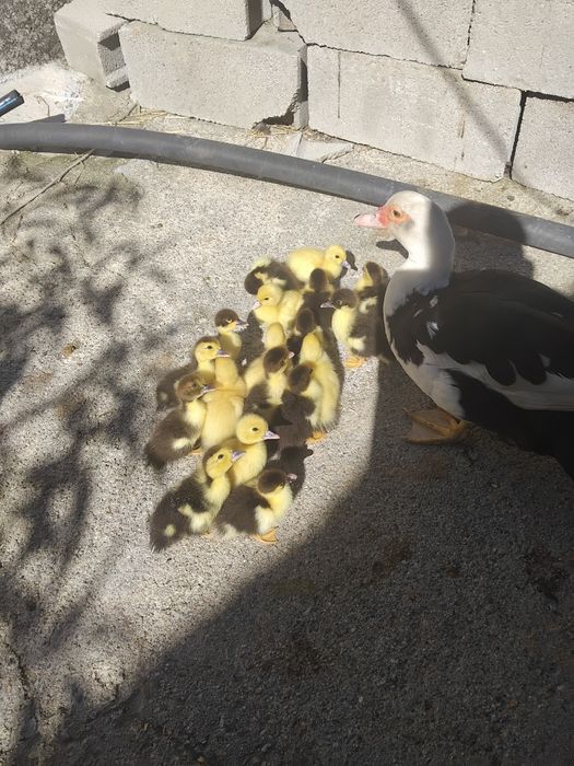 Venda de patos mudos
