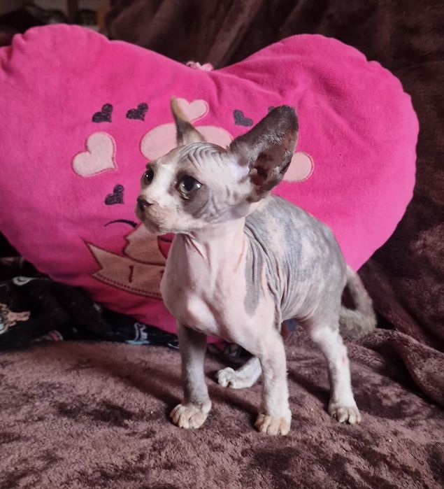 Gatinha sphynx .